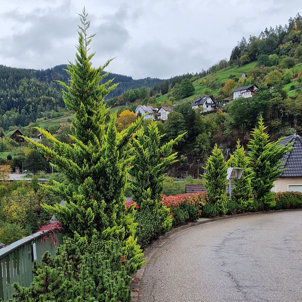 Chiparos Leylandii Castlewellan Gold, gard viu vesnic verde