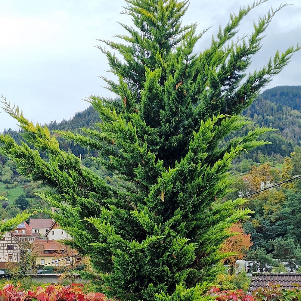 Chiparos Leylandii Castlewellan Gold, gard viu vesnic verde