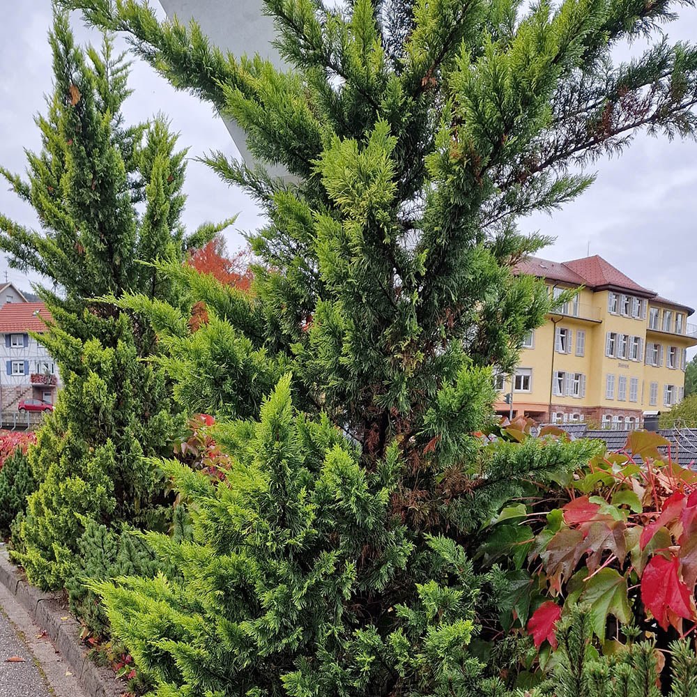 Chiparos Leylandii Castlewellan Gold, gard viu vesnic verde