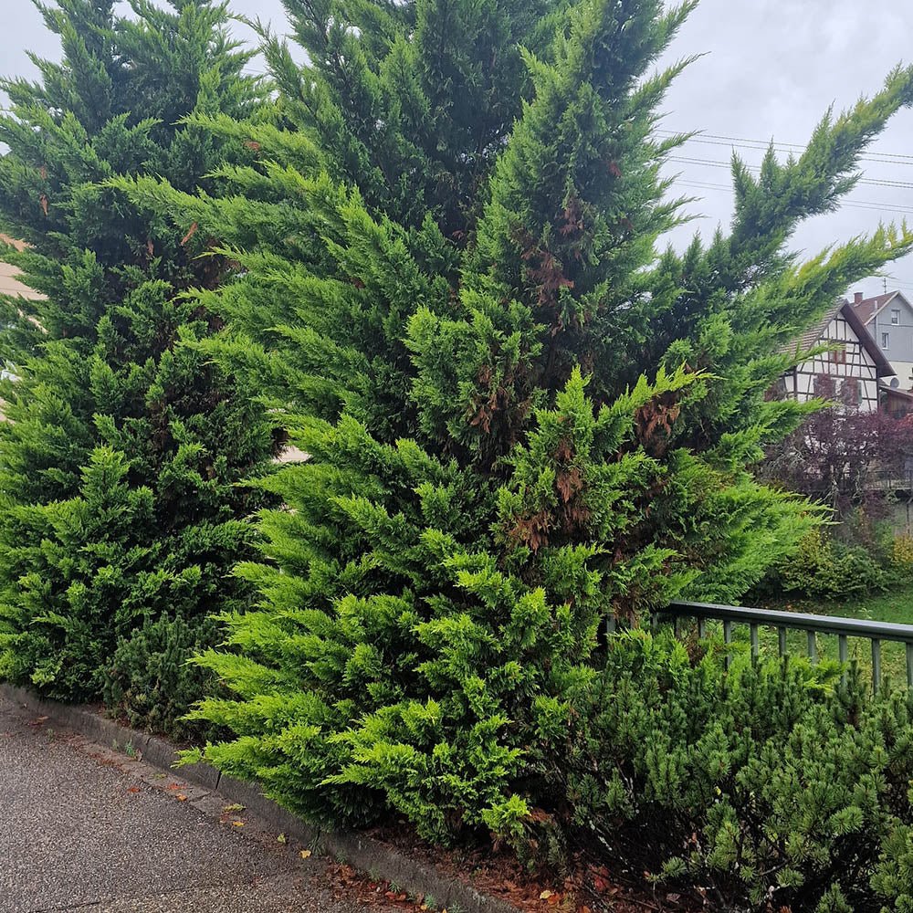 Chiparos Leylandii Castlewellan Gold, gard viu vesnic verde