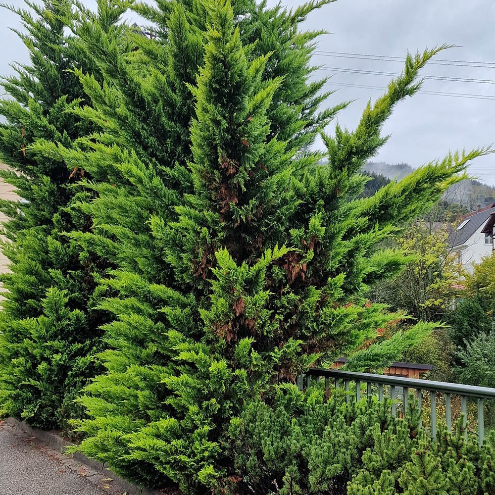 Chiparos Leylandii Castlewellan Gold, gard viu vesnic verde