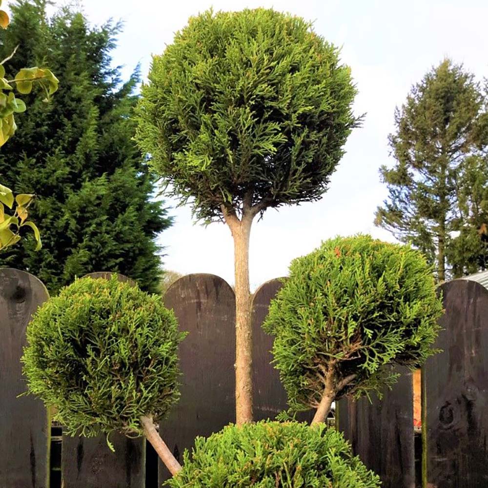 Chiparos Leylandii Castlewellan Gold Pom Pon