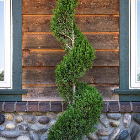 Chiparos Leylandii Fastigiata Spiral