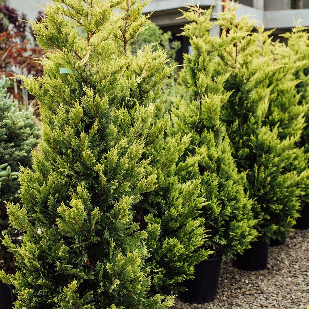 Chiparos Leylandii Gold Rider, gard viu vesnic verde