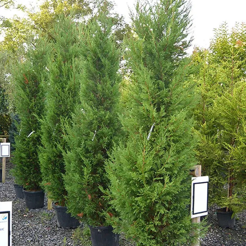 Chiparos Leylandii Pyramdialis