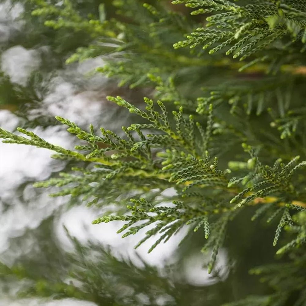 Chiparos Leylandii Pyramdialis