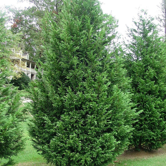Chiparos Leylandii Pyramdialis
