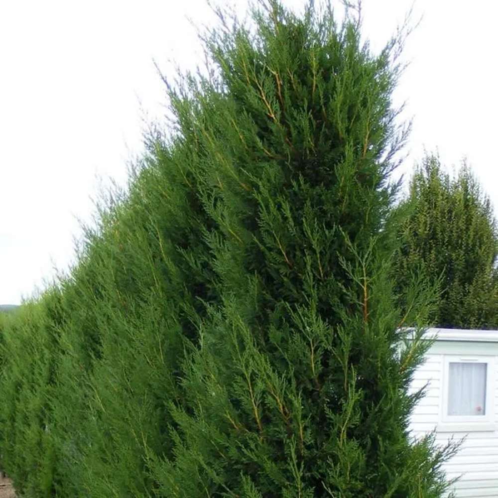 Chiparos Leylandii Pyramdialis