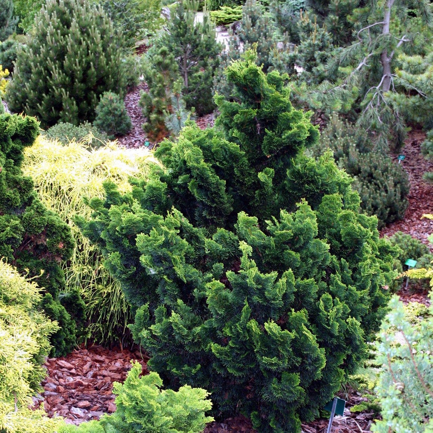 Chiparos Japonez (Chamaecyparis) Nana Gracilis