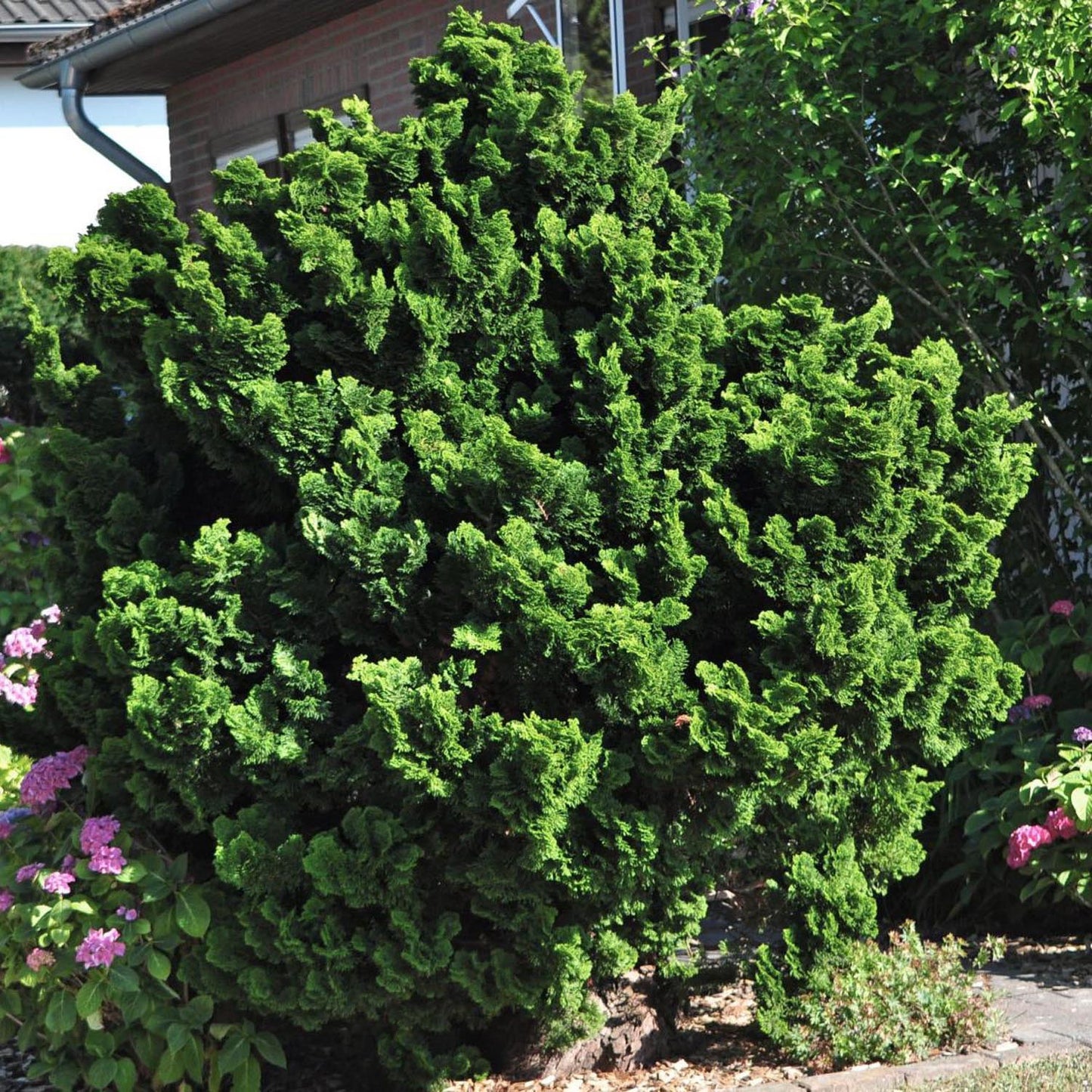 Chiparos Japonez (Chamaecyparis) Nana Gracilis