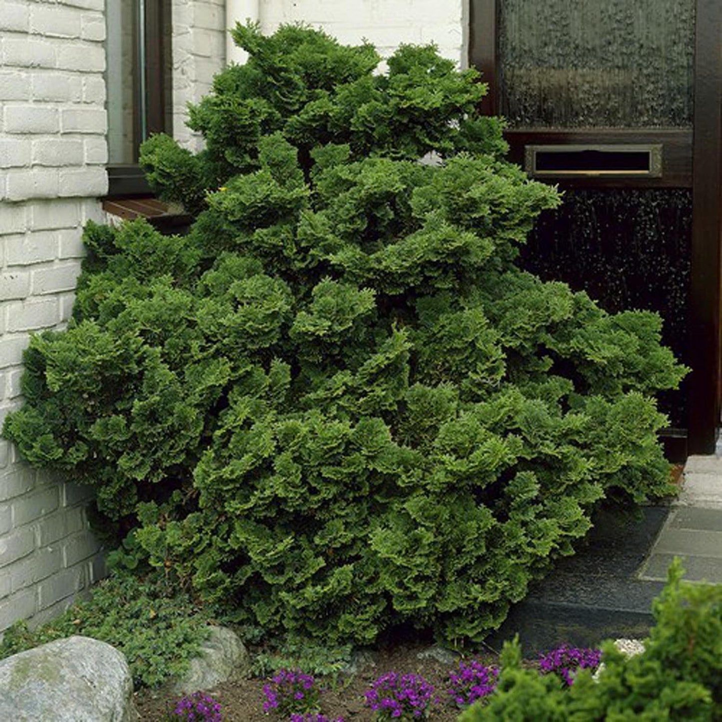 Chiparos Japonez (Chamaecyparis) Nana Gracilis