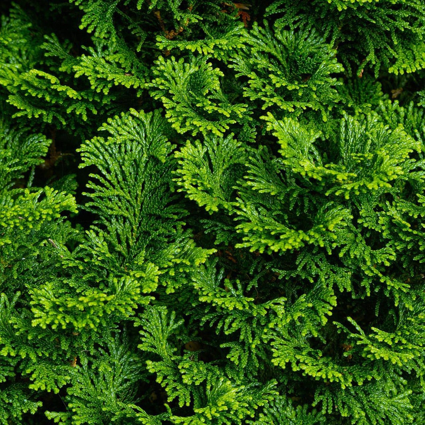 Chiparos Japonez (Chamaecyparis) Nana Gracilis