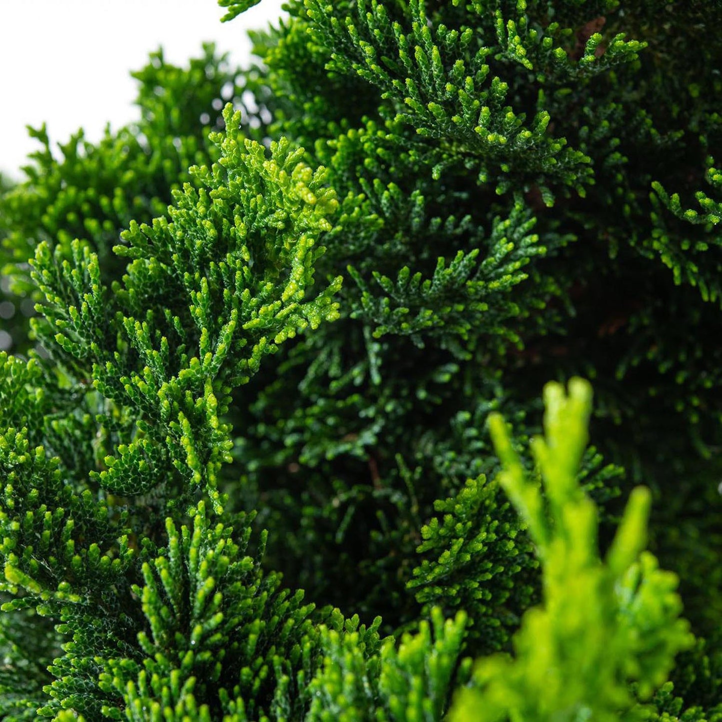 Chiparos Japonez (Chamaecyparis) Nana Gracilis