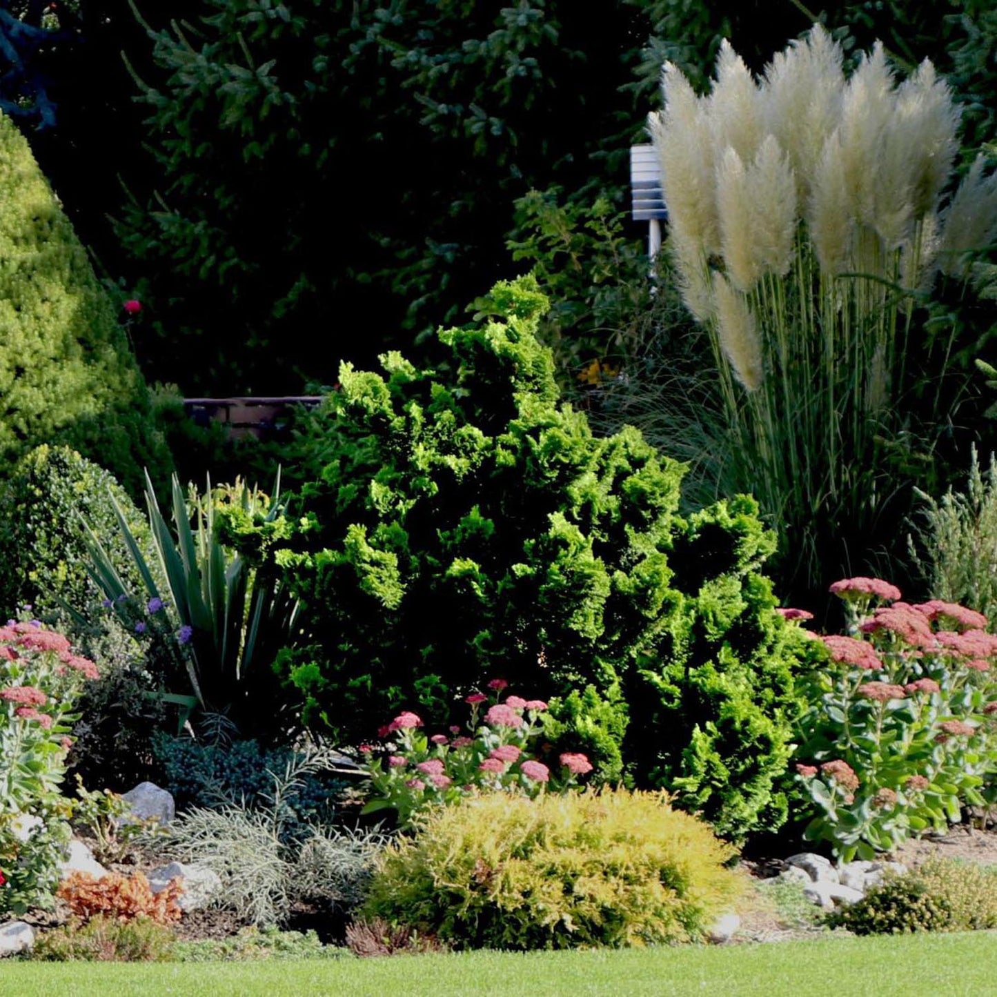 Chiparos Japonez (Chamaecyparis) Nana Gracilis
