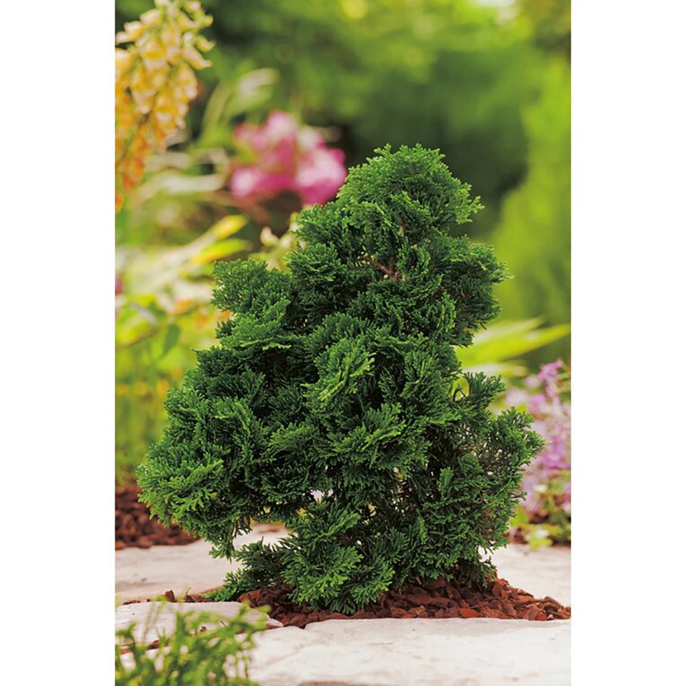 Chiparos Japonez (Chamaecyparis) Nana Gracilis