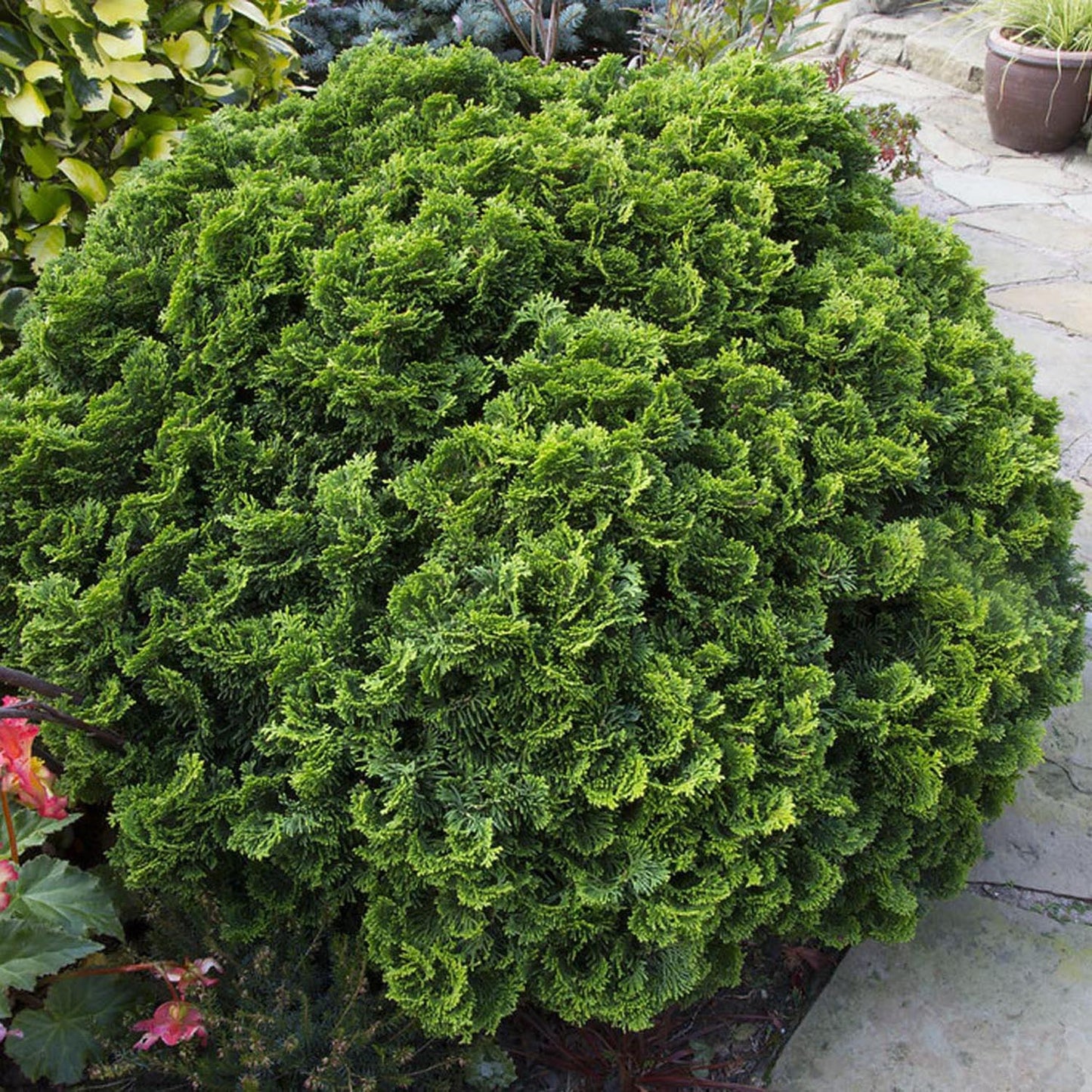 Chiparos Japonez (Chamaecyparis) Nana Gracilis