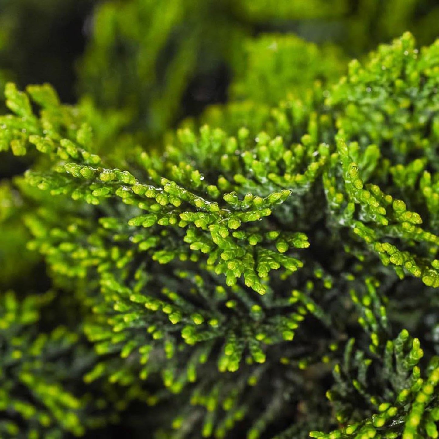 Chiparos Japonez (Chamaecyparis) Nana Gracilis