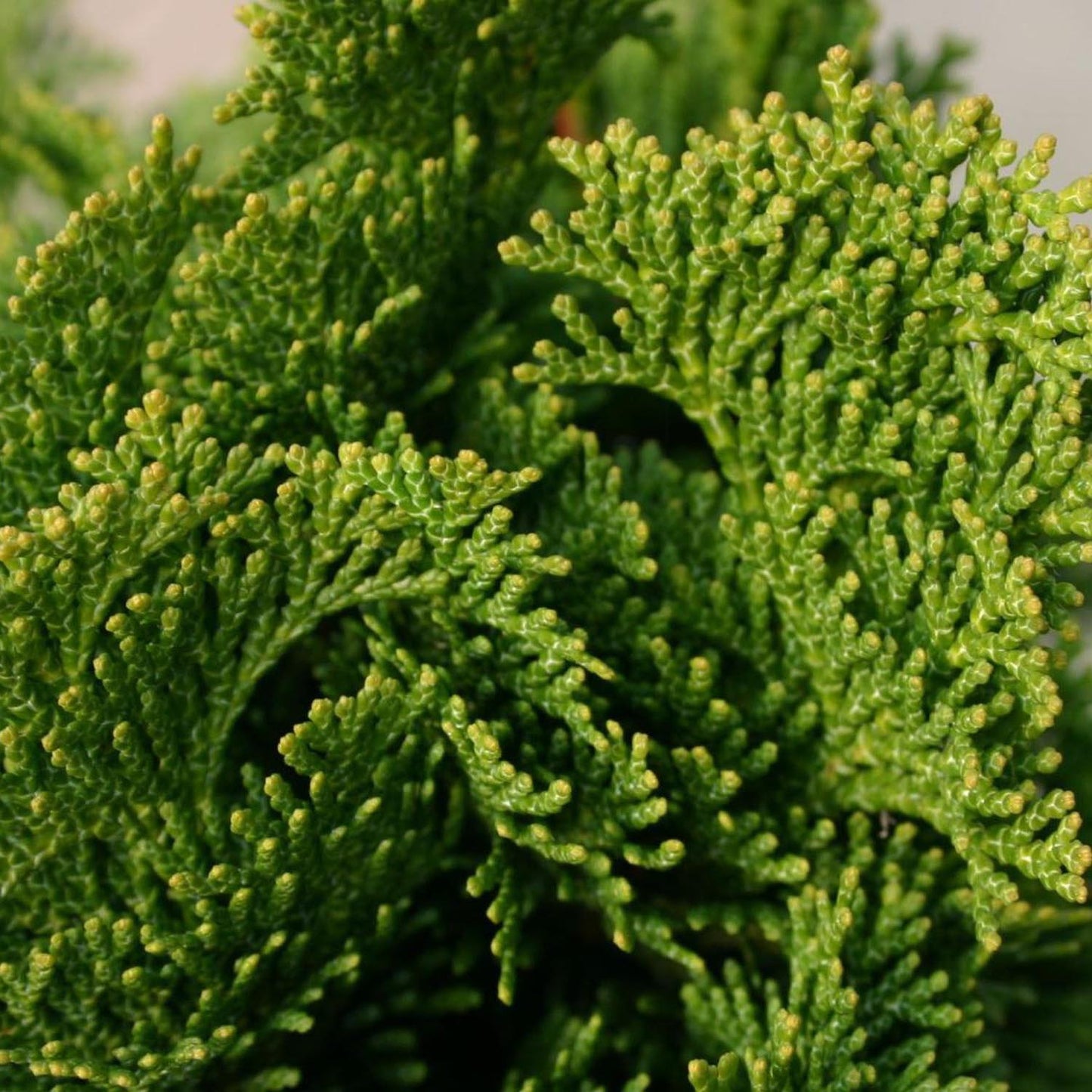 Chiparos Japonez (Chamaecyparis) Nana Gracilis