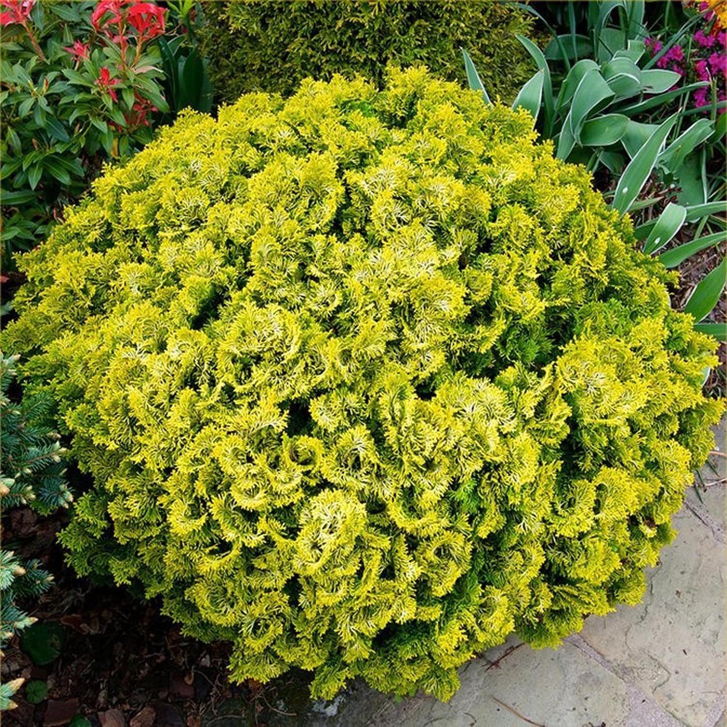 Chiparos Japonez auriu (Chamaecyparis Nana) Gracilis Aurea