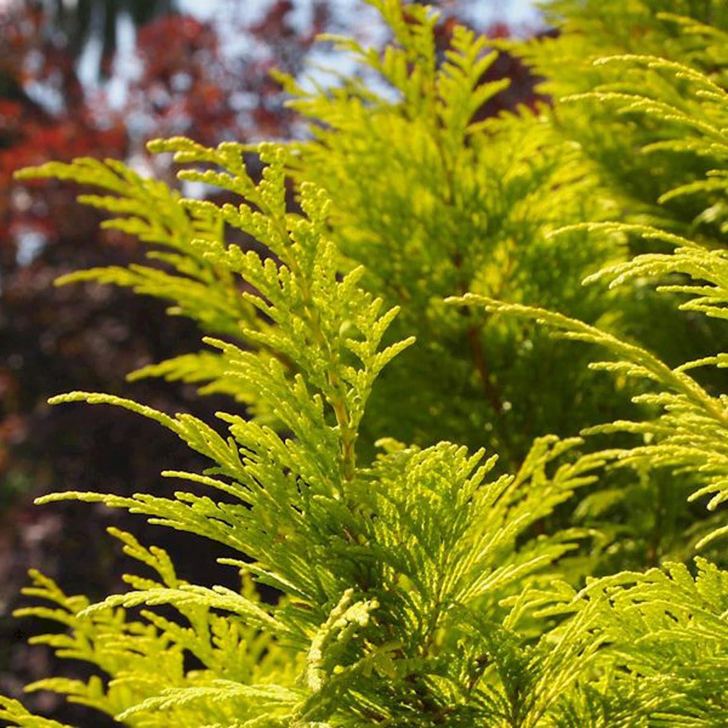 Chiparos verde-galbui Stardust