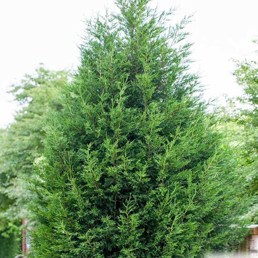 Chiparos Leylandii Stalp de Gheata, gard viu vesnic verde