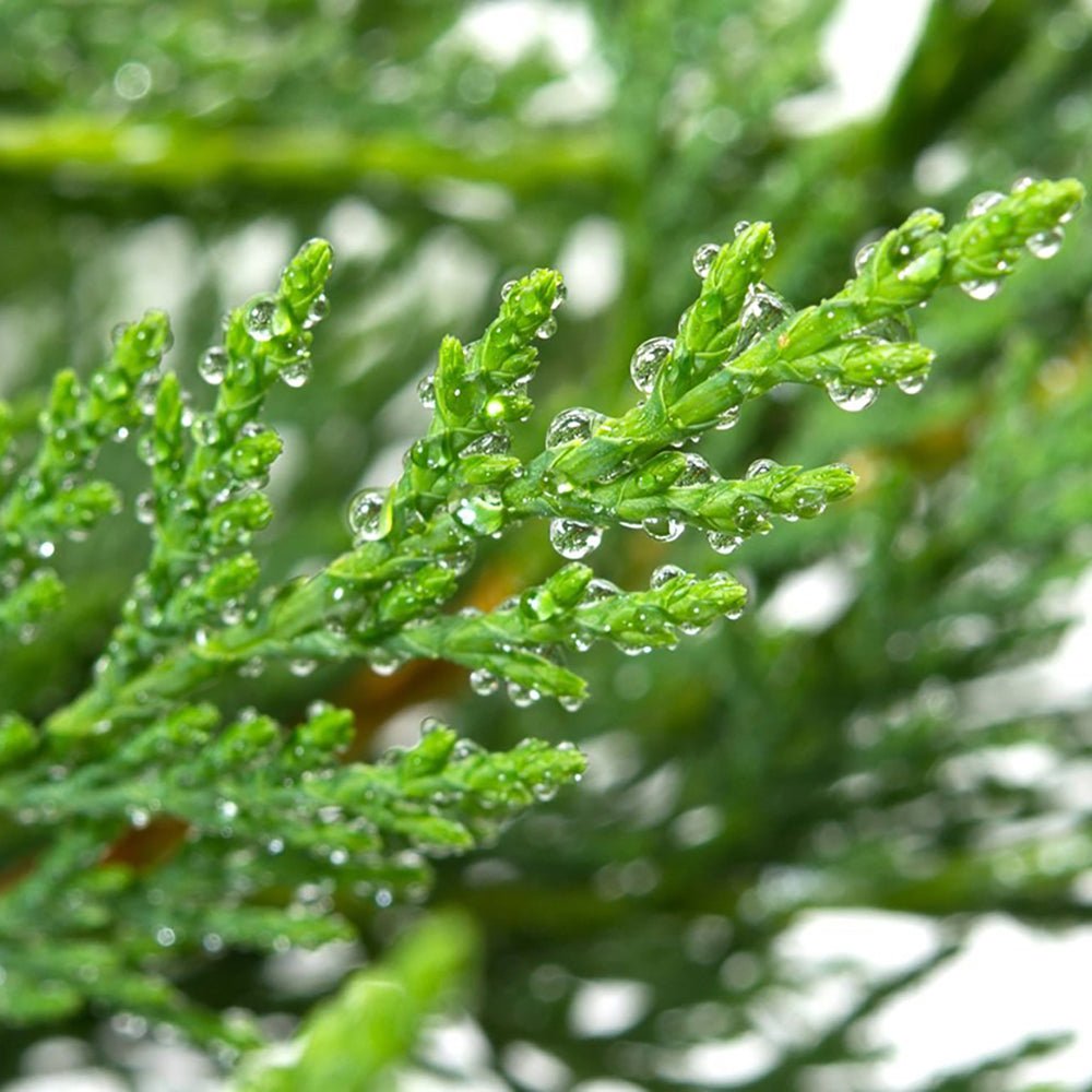 Chiparos Leylandii Stalp de Gheata, gard viu vesnic verde