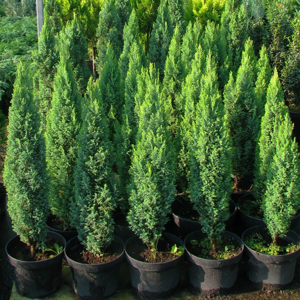 Chiparos Leylandii Stalp de Gheata, gard viu vesnic verde