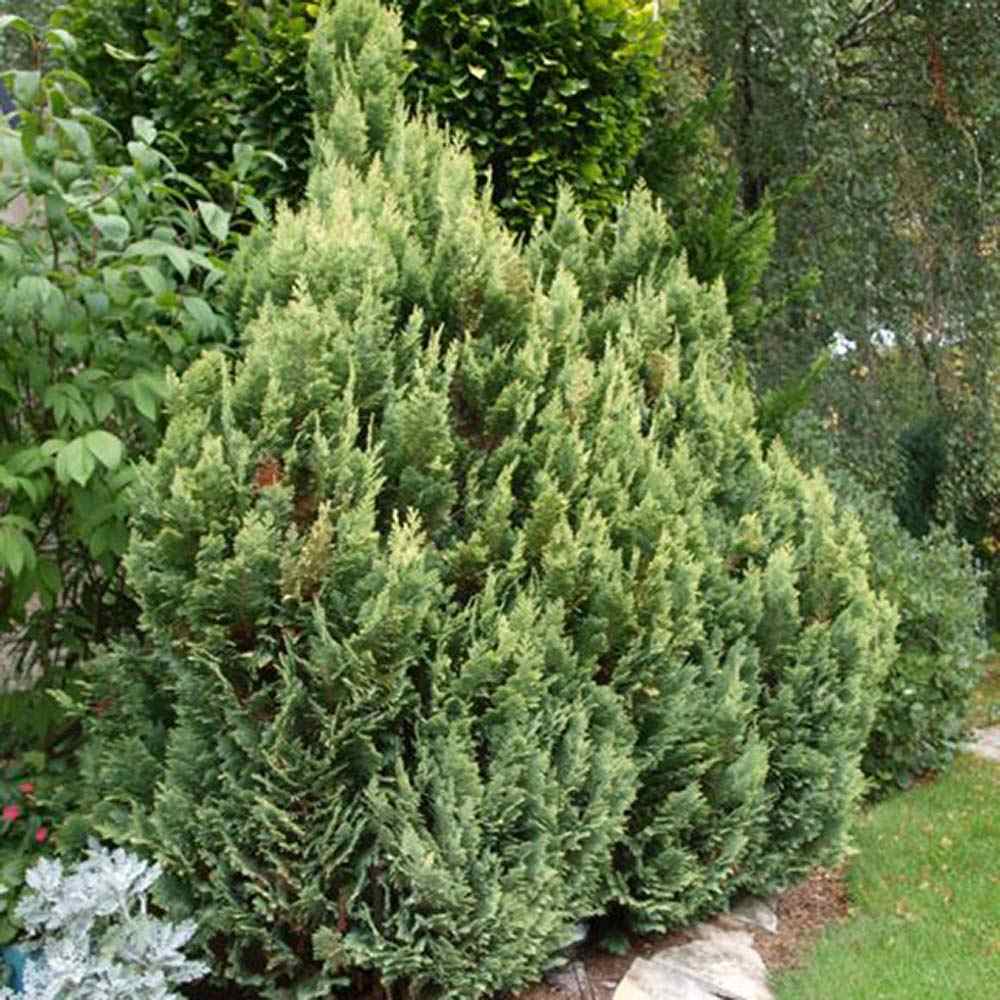 Chiparos verde-auriu Ellwoods Empire