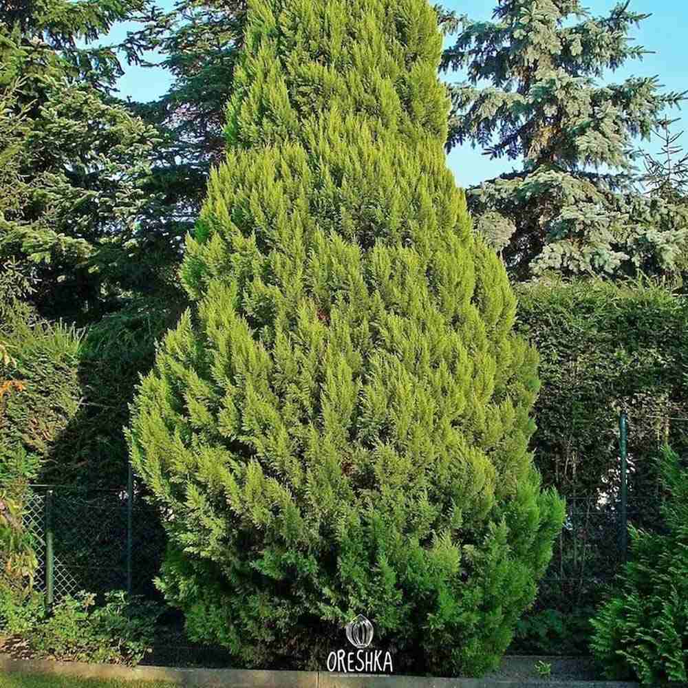 Chiparos verde-auriu Ellwoods Empire