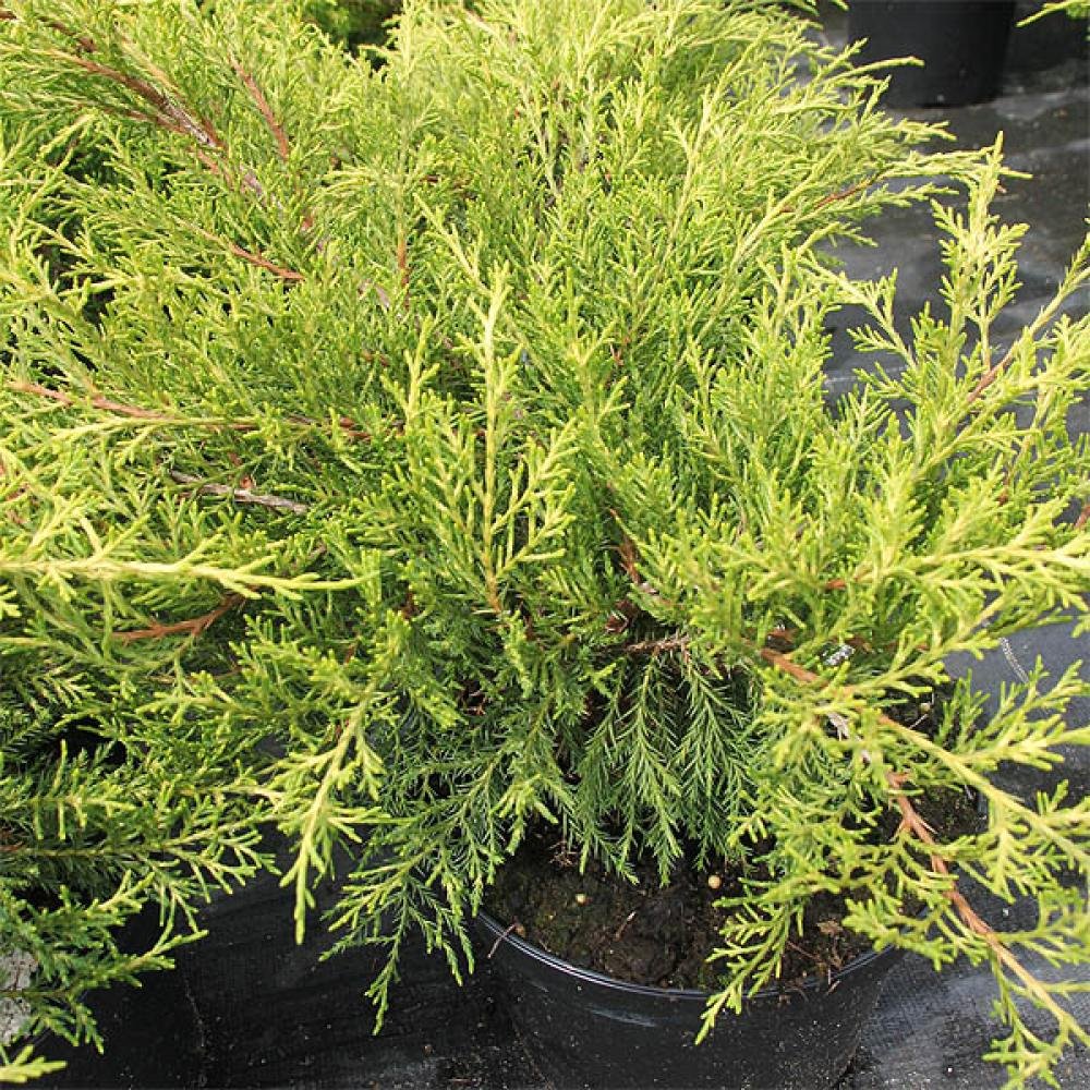 Ienupar tarator auriu Old Gold