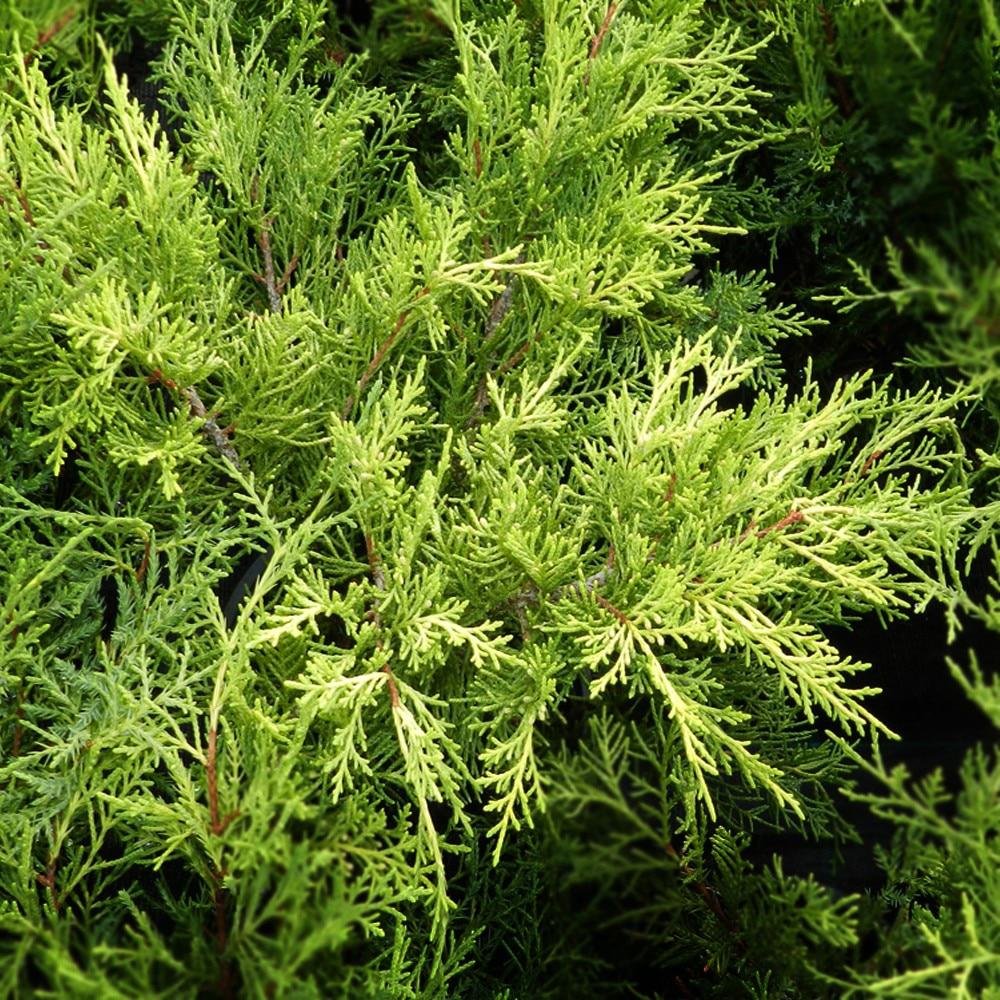 Ienupar tarator auriu Old Gold