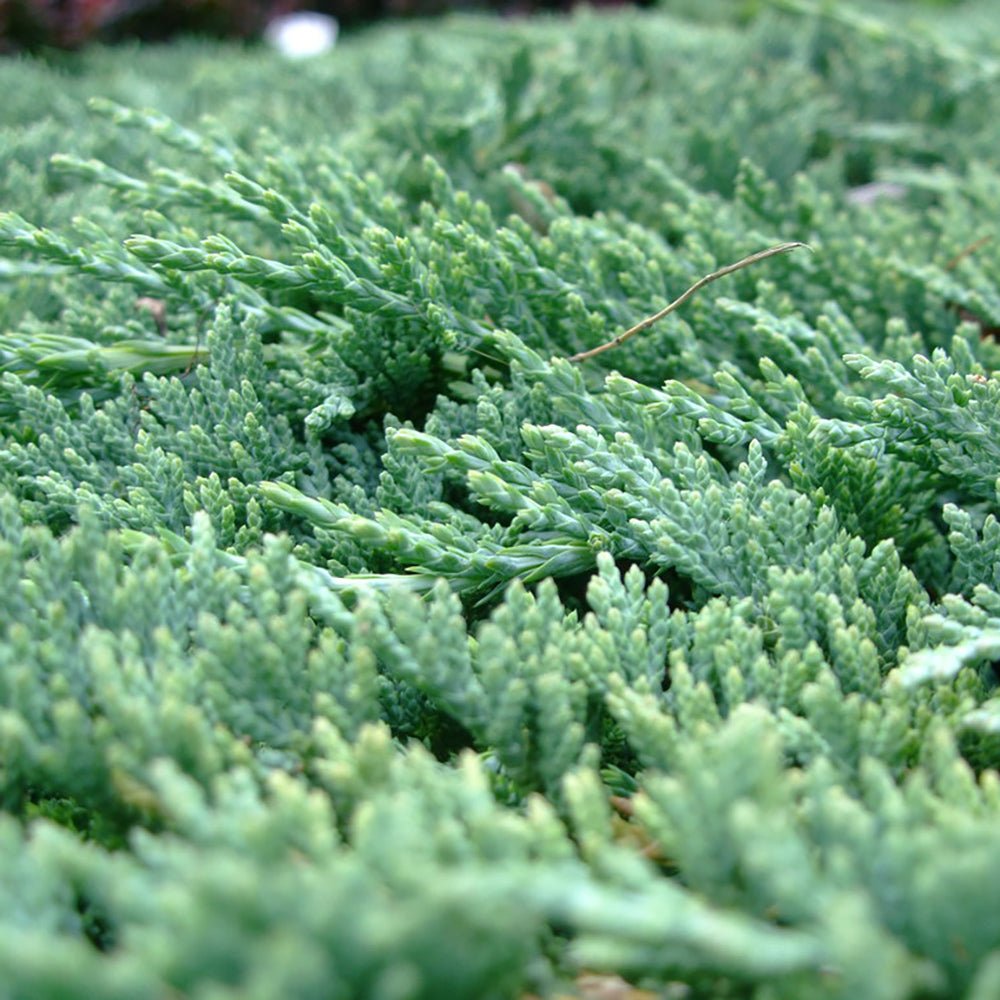 Ienupar tarator albastru-gheata Icee Blue