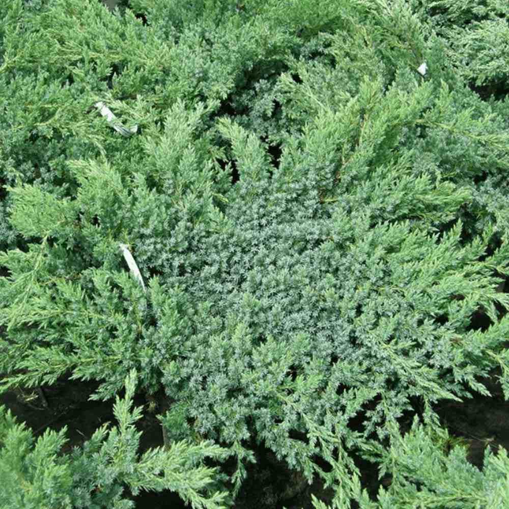 Ienupar tarator albastru-verde Blue Swede