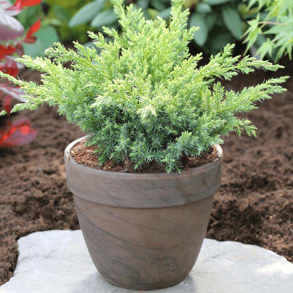 Ienupar tarator albastru-verde Blue Swede