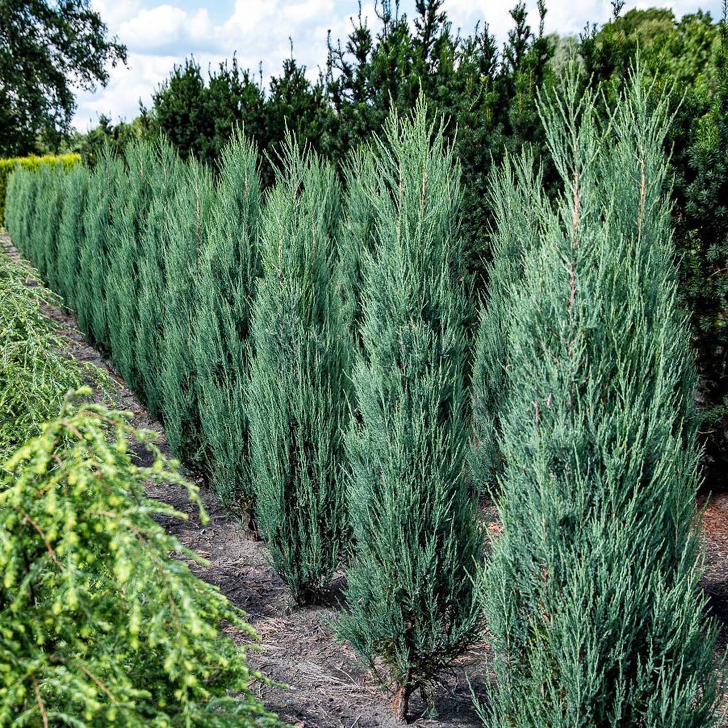 Ienupar columnar albastru de Munte Blue Arrow