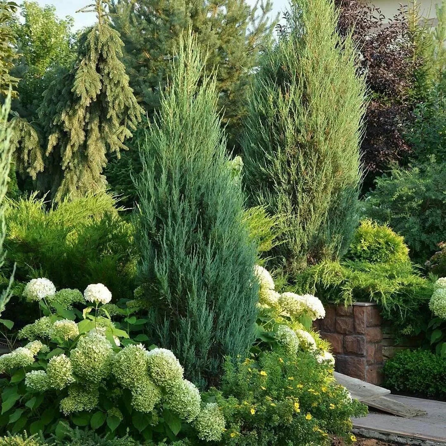 Ienupar columnar albastru de Munte Blue Arrow