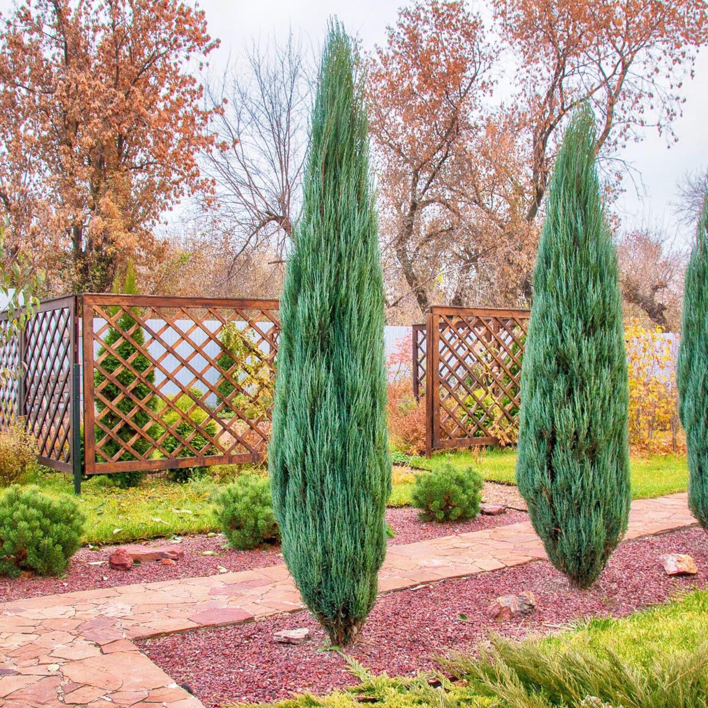 Ienupar columnar albastru de Munte Blue Arrow