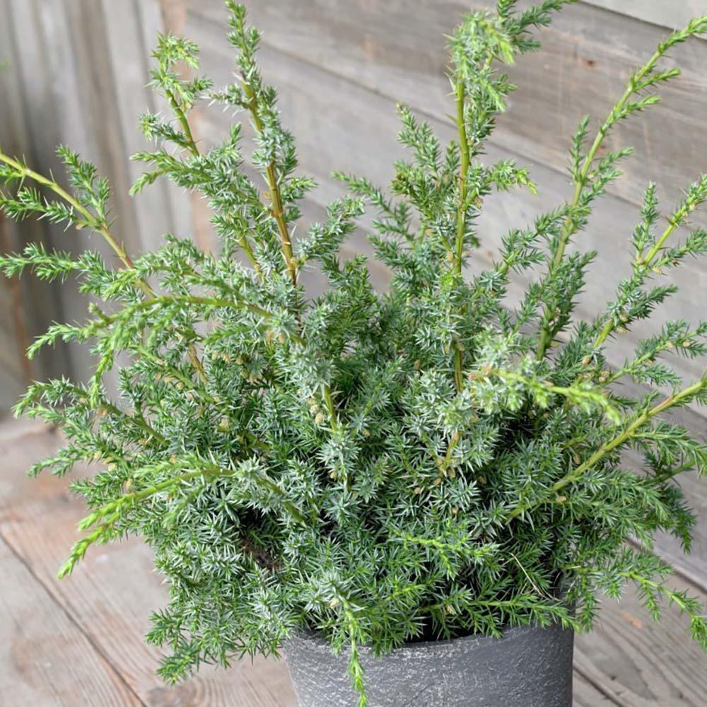 Ienupar tarator albastru Blue Alps