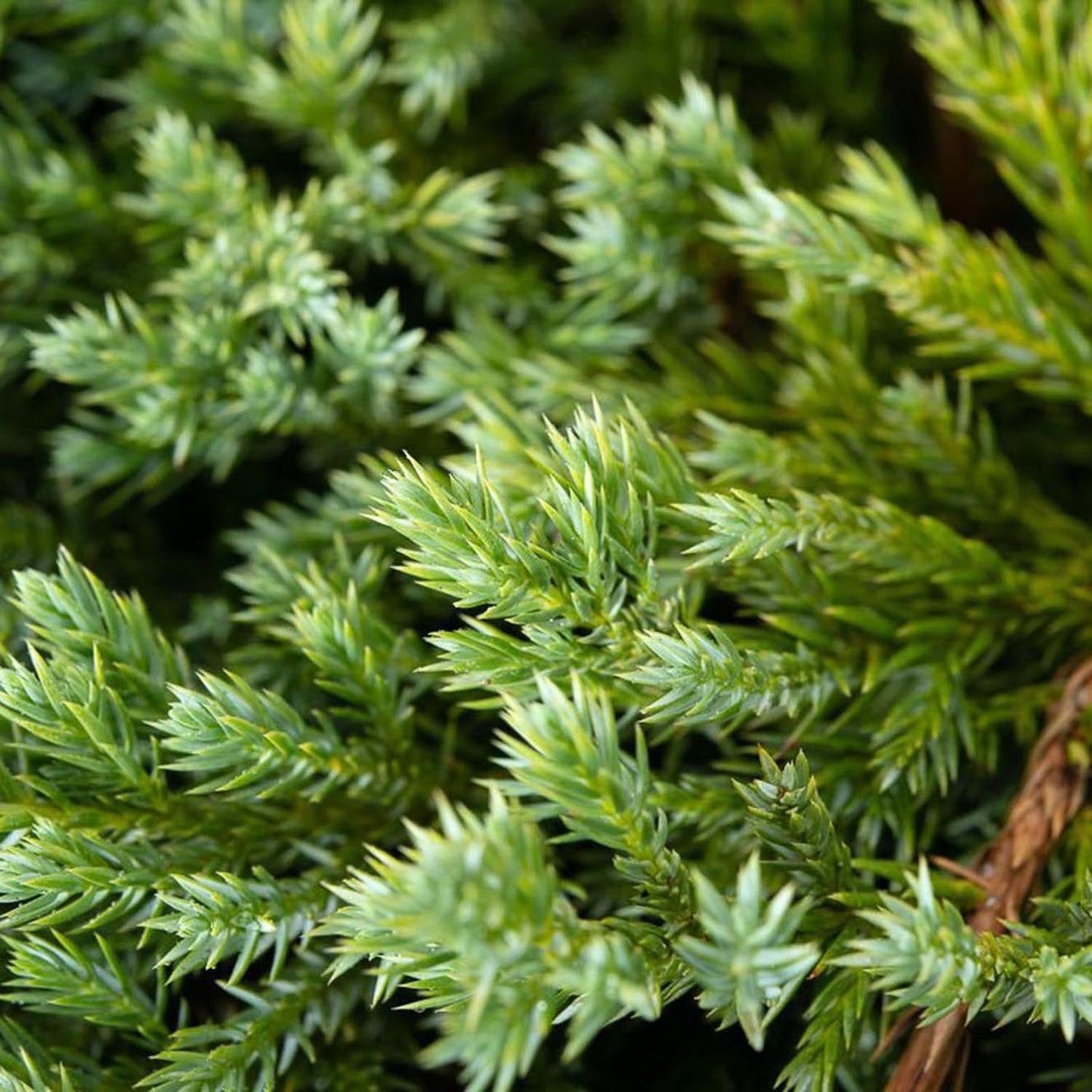 Ienupar tarator albastru-argintiu Blue Carpet