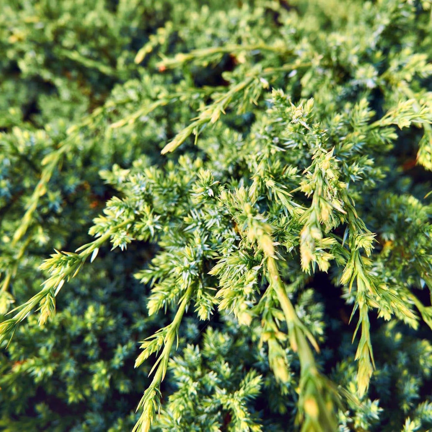 Ienupar tarator chinezesc verde-deschis Holger