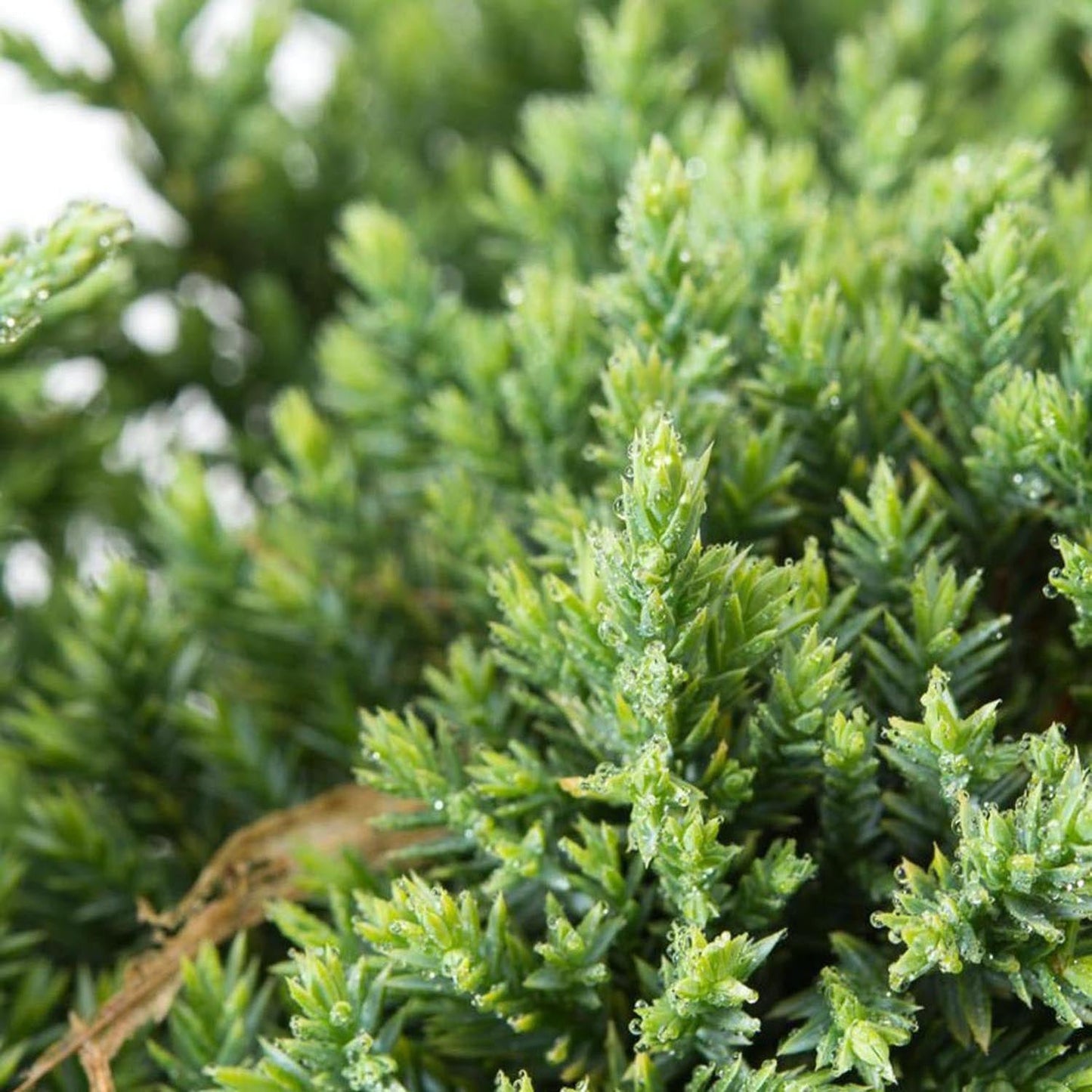 Ienupar tarator chinezesc verde-deschis Holger