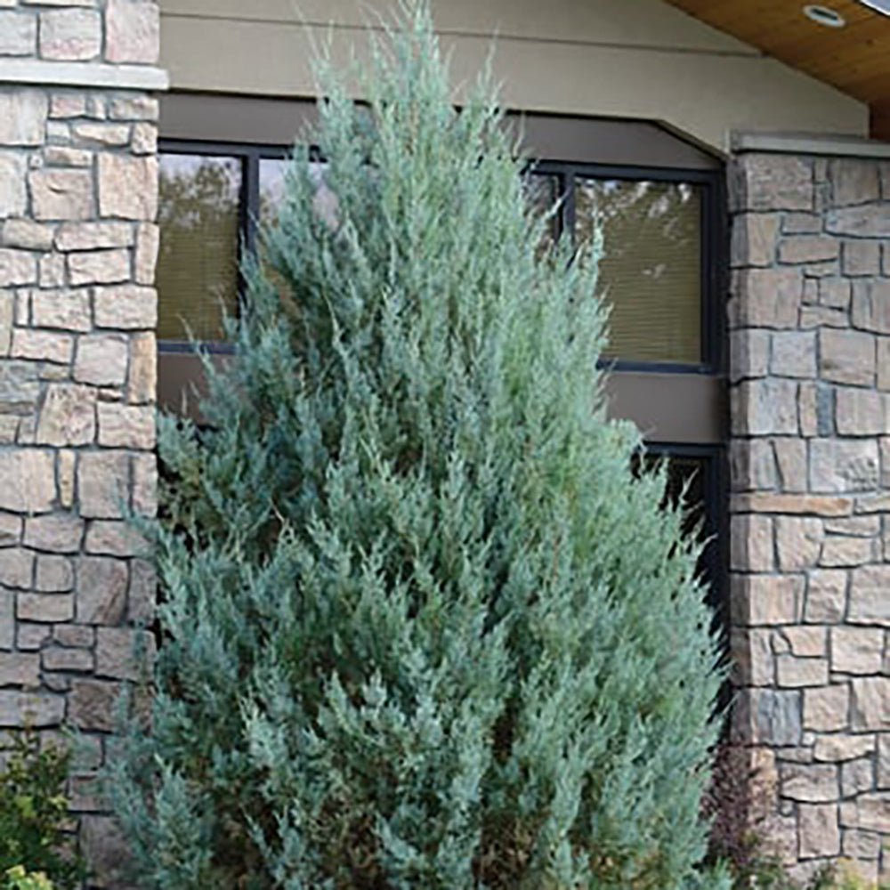 Ienupar columnar albastru de Munte Blue Ivory