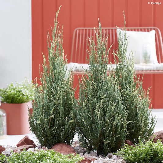 Ienupar columnar albastru de Munte Blue Ivory