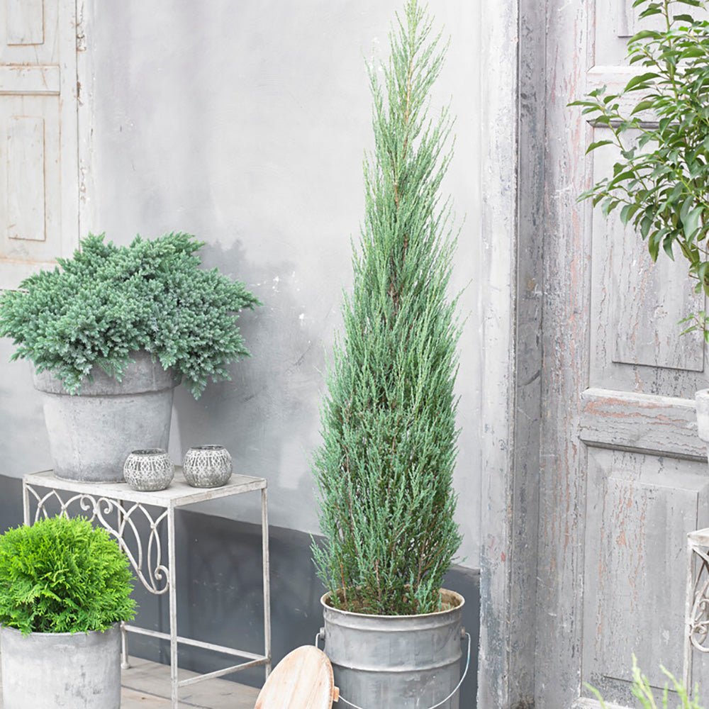 Ienupar columnar albastru de Munte Blue Ivory