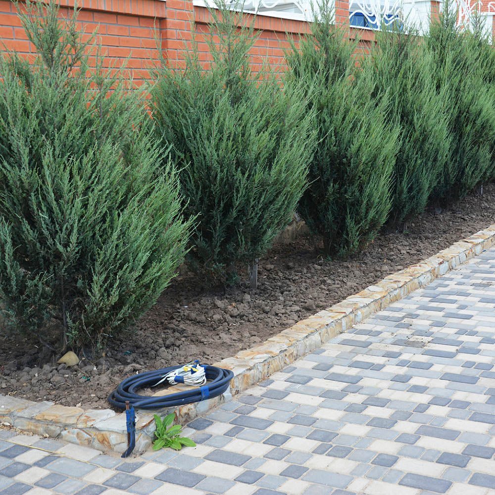 Ienupar columnar albastru-verzui Moonglow