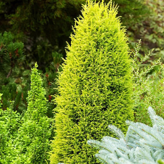 Ienupar columnar auriu Gold Cone