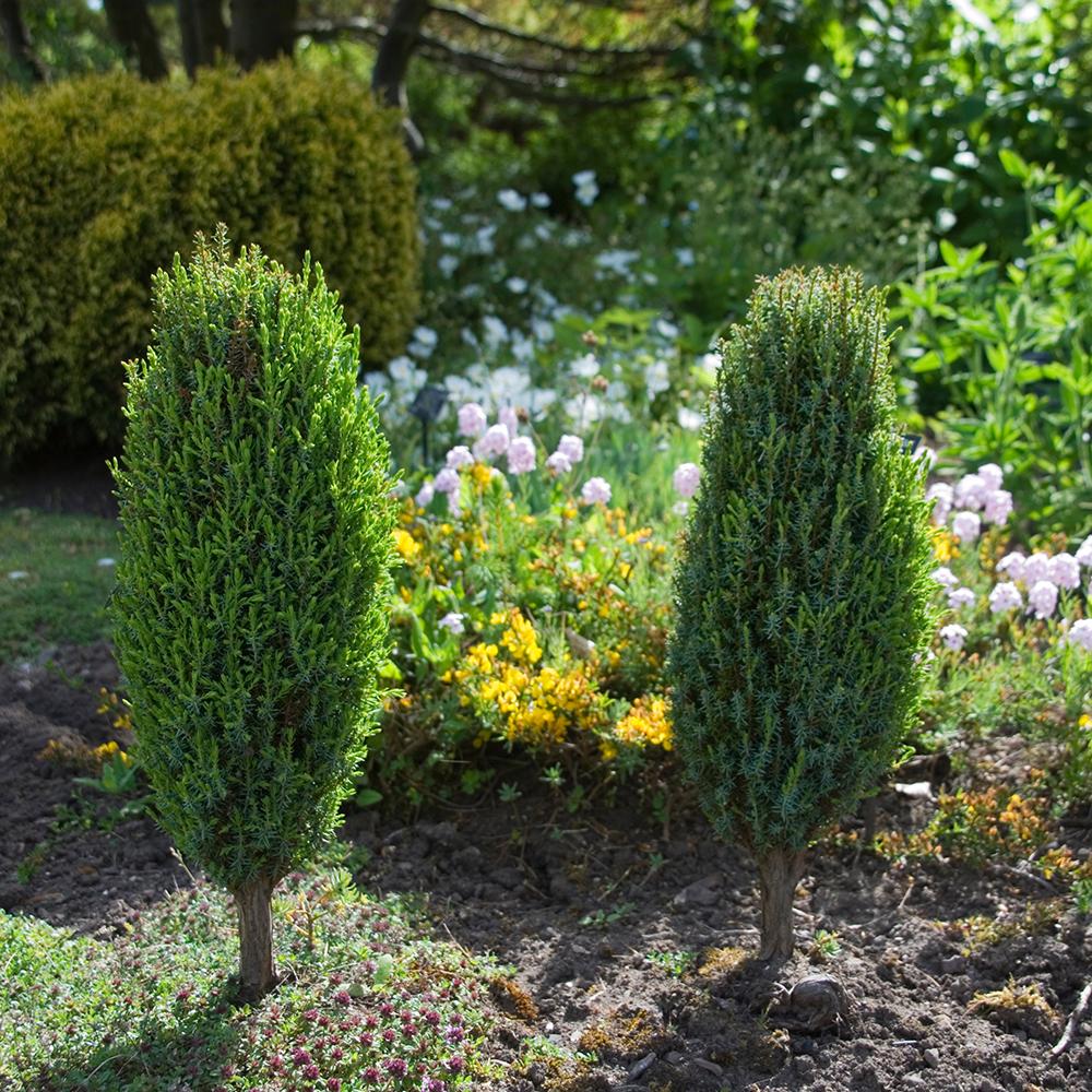 Ienupar columnar verde Compressa