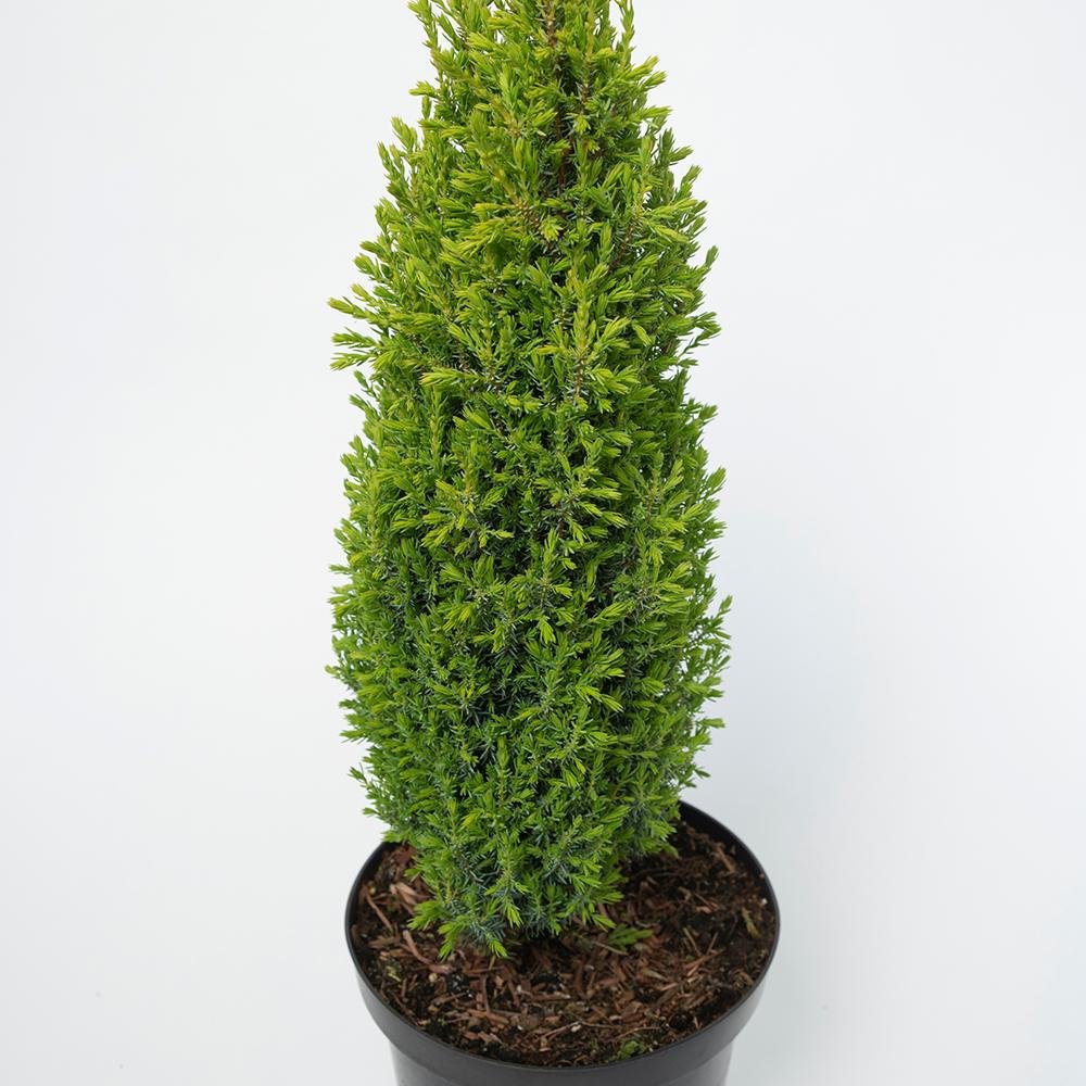 Ienupar columnar verde Compressa