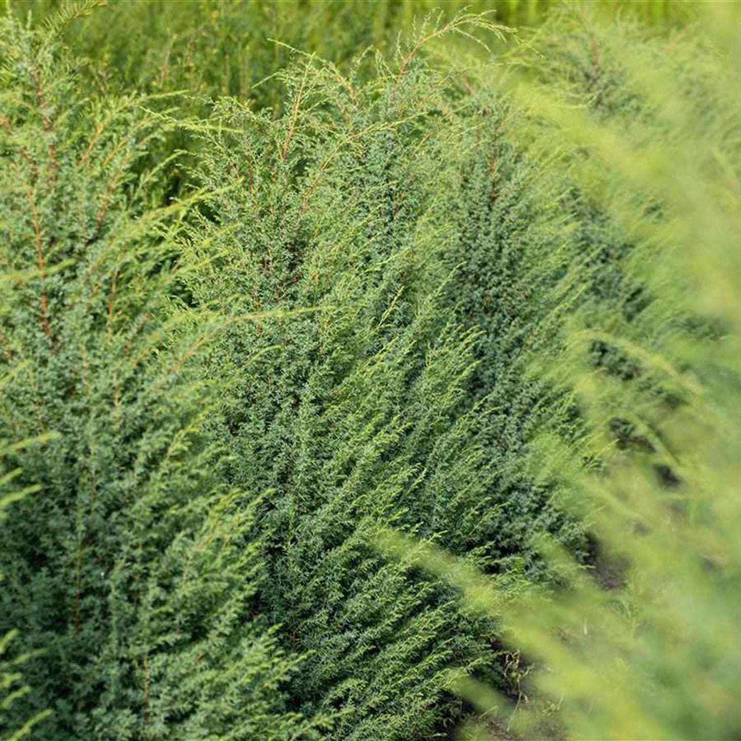 Ienupar columnar albastru-verzui Hibernica