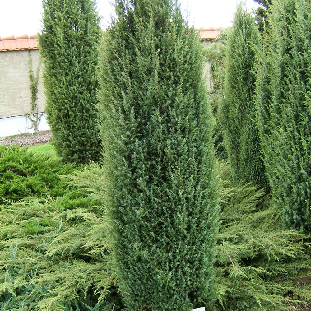 Ienupar columnar albastru-verzui Hibernica